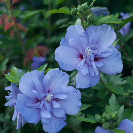 Blue Rose of Sharon Flower Seeds