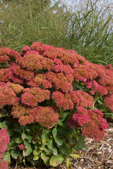 Semi di Sedum Semi di Erba di Stonecrop Spettacolari