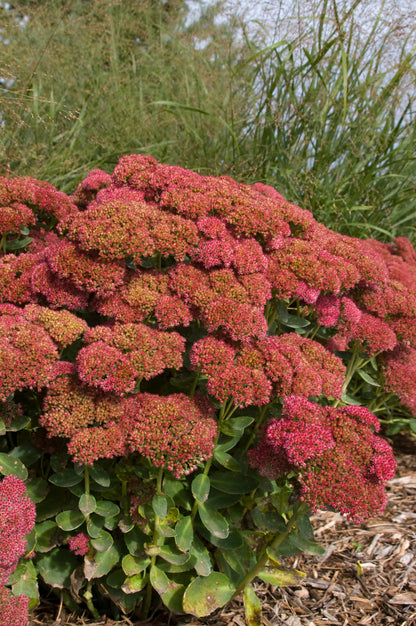Semi di Sedum Semi di Erba di Stonecrop Spettacolari