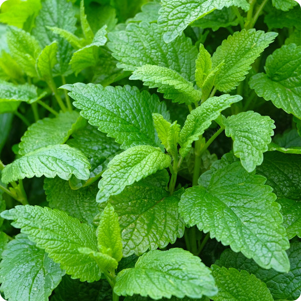 Lemon Balm Seeds Melissa Officinalis heirloom non-gmo organic garden seeds
