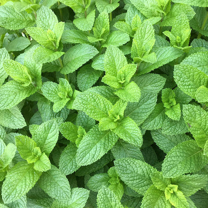 Spearmint Mentha Spicata Seeds