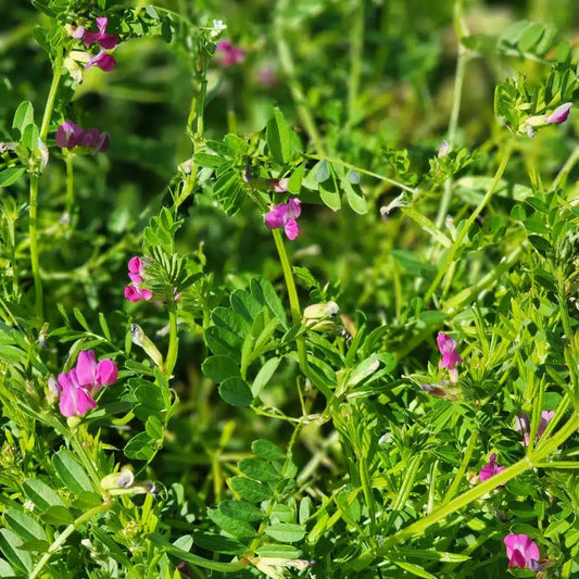 Hairy Vetch Flower Seeds