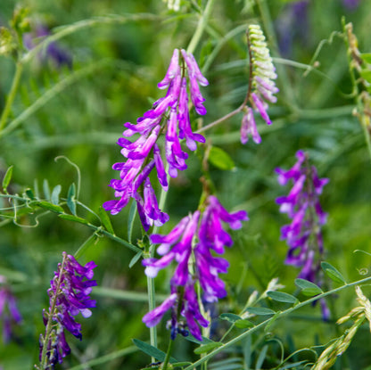 Hairy Vetch Flower Seeds