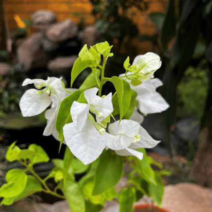 White Bougainvillea Flower Seeds