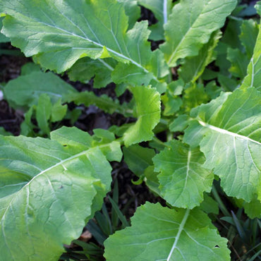 Las siete mejores semillas de nabo verde