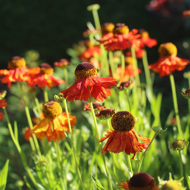 Helenium Sneezeweed Flower Seeds
