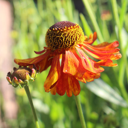 Helenium Sneezeweed Flower Seeds