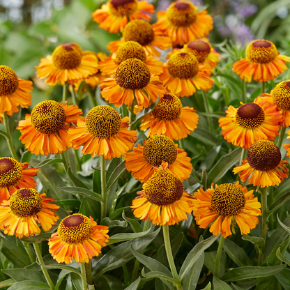 Helenium 'Herbstblätter' Blumensamen