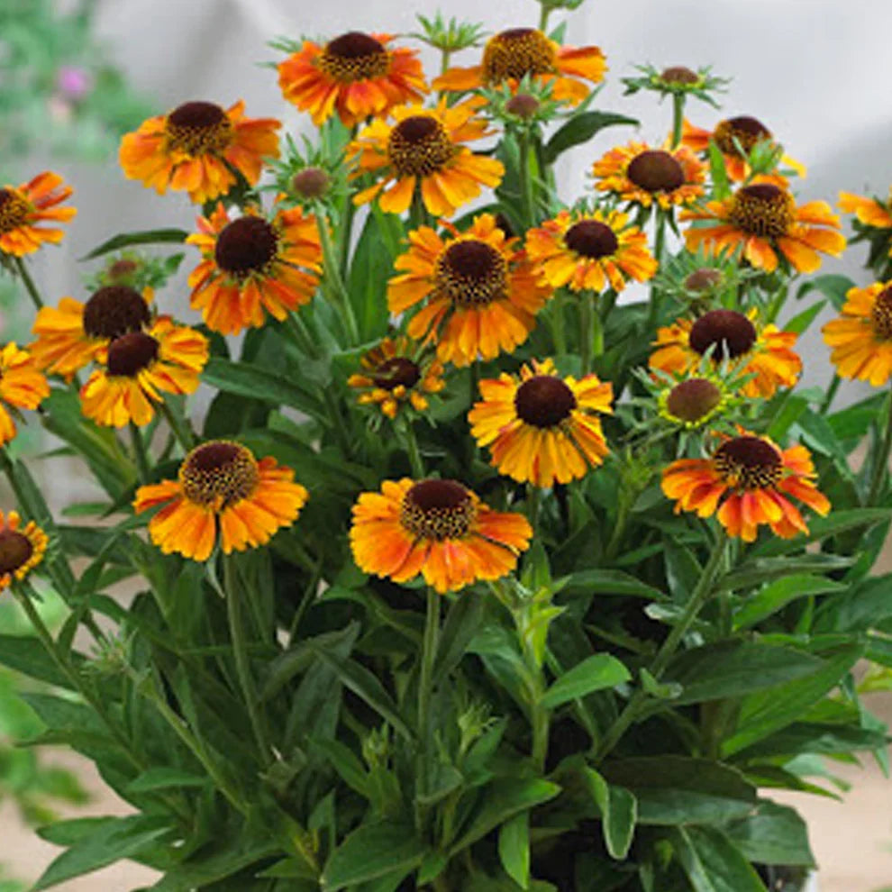Helenium (Helenium Autumn) seeds for planting in home garden