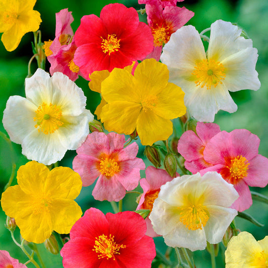 Mixed Helianthemum Flower seeds for Planting - Colorful Display, Heirloom & GMO Free Seeds for Home Garden
 
 Sale for planting in home garden