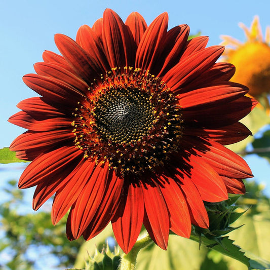 Moulin Rouge Sunflower Seeds