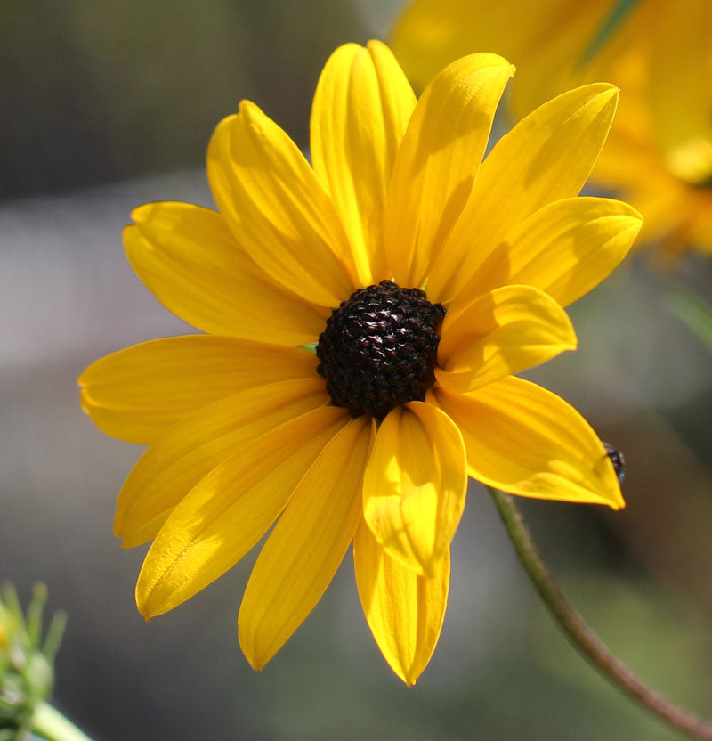 Swamp Sunflower Seeds