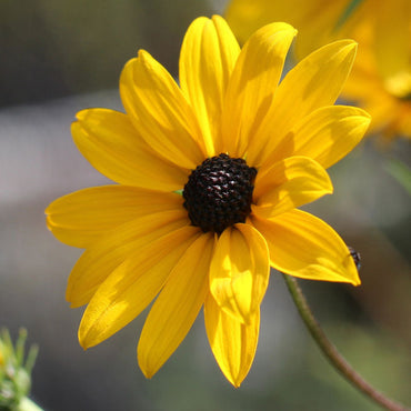 Swamp Sunflower Seeds