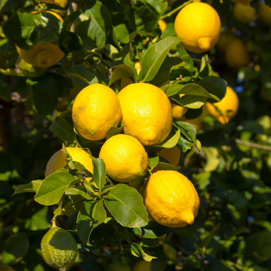 Dwarf Lemon Tree Fruit Seeds