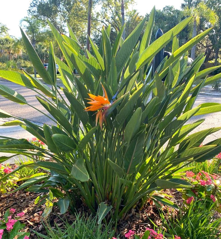 Orange Bird of Paradise Flower Seeds