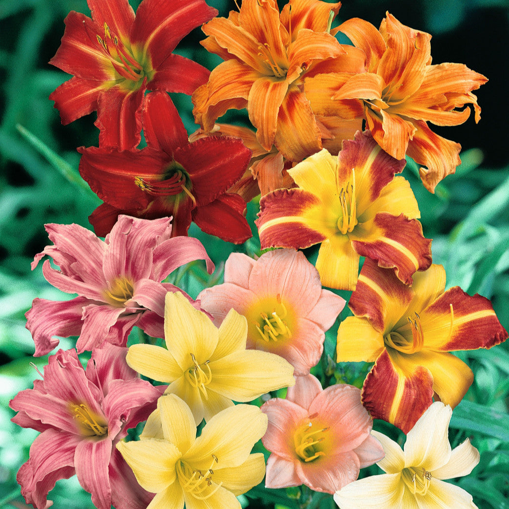Mix Hemerocallis Flower seeds for Planting - Pollinator Friendly, Heirloom & GMO Free Seeds for Home Garden
 
 Sale for planting in home garden