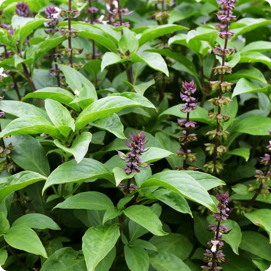 Tulsi Krishna Basil Ocimum Sanctum Seeds heirloom non-gmo organic garden seeds