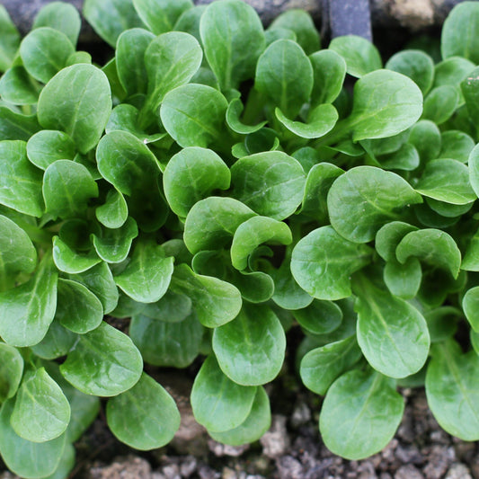 Corn Salad Vegetable Seeds