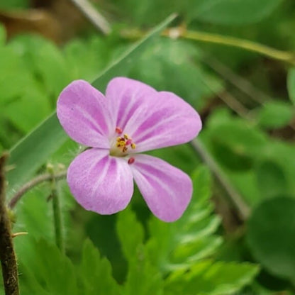 Herb Robert flower Seeds