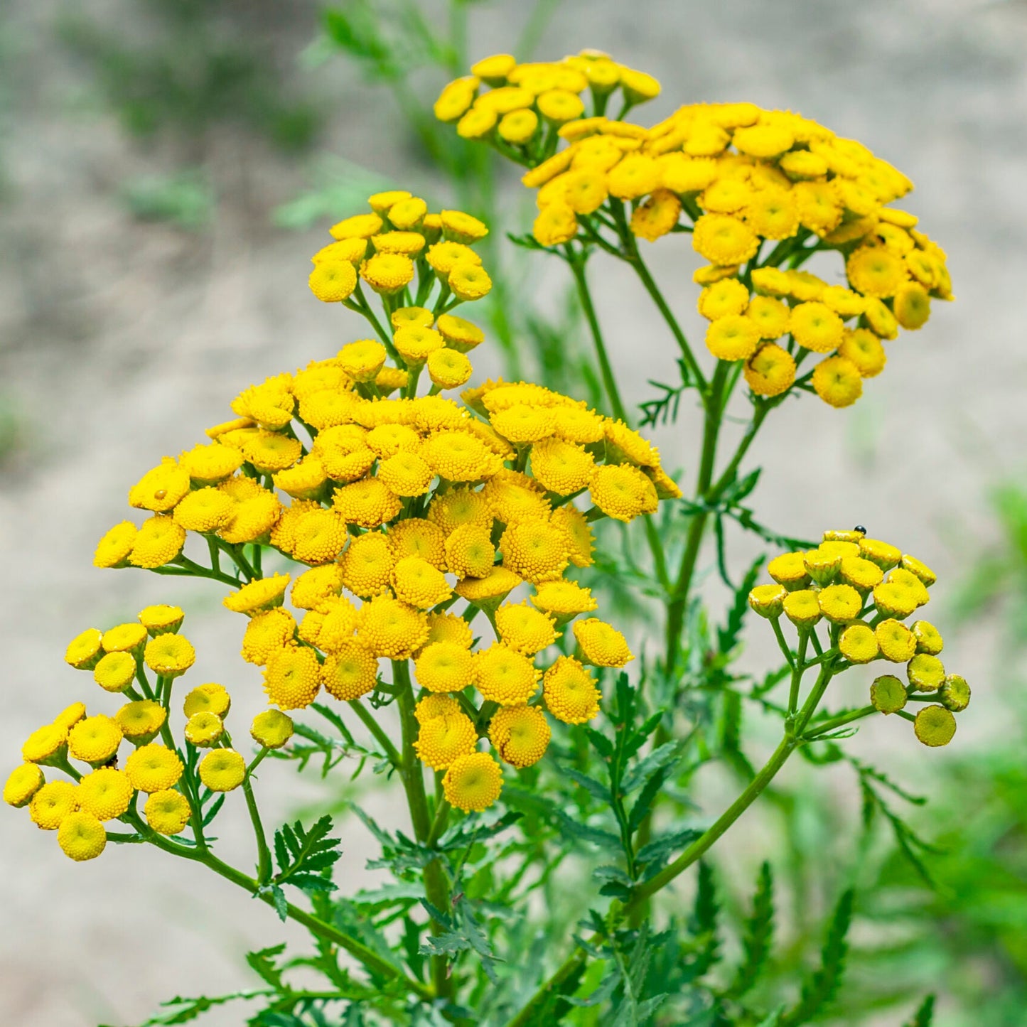 Tanacetum Vulgare Tansy Flower Seeds