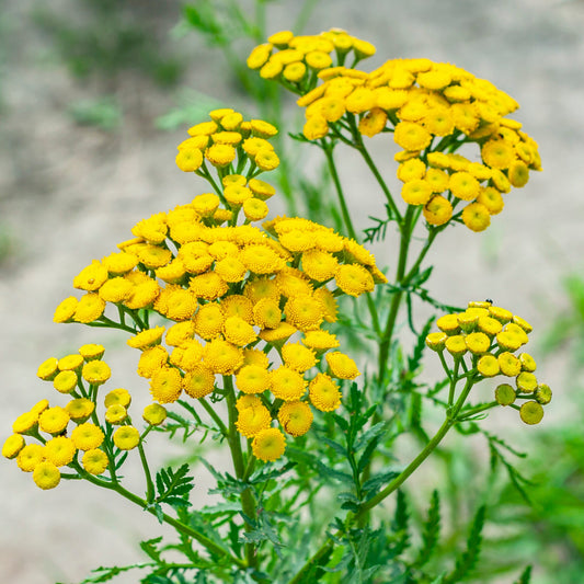 Tanacetum Vulgare Tansy Flower Seeds