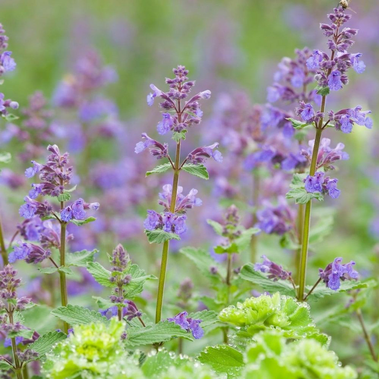 Catnip Flower Seeds