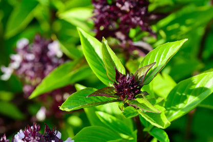 Graines d'herbe de basilic thaï Siam Queen