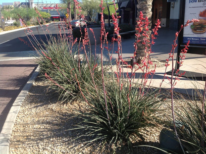 Hesperaloe Parviflora Flower Seeds
