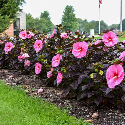swamp rose mallow seeds Hibiscus moscheutos (Swamp Rose Mallow) Flower Seeds for Planting – He – Pure Asia Seeds