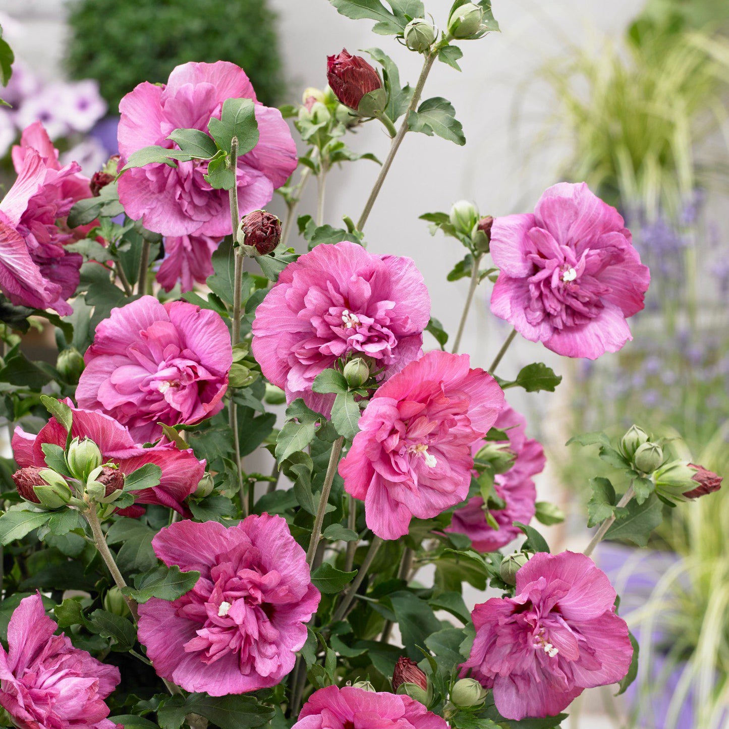 Pink Rose of Sharon Flower Seeds