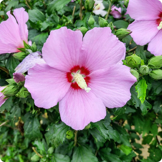 Hibiscus Syriacus Flower Seeds