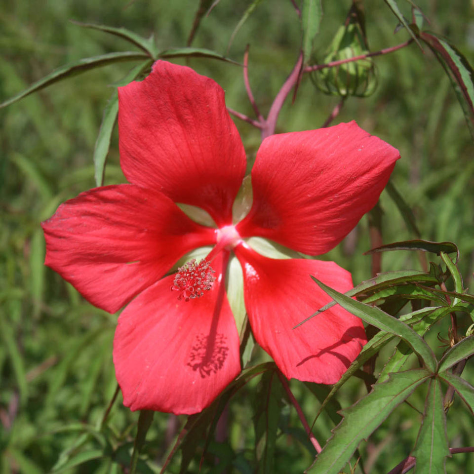 Texas Star Hibiscus Flower Seeds