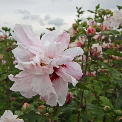Light Pink Double Rose of Sharon Flower Seeds
