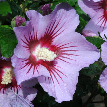 Mixed Colors Rose Mallow Hibiscus Moscheutos Flower Seeds