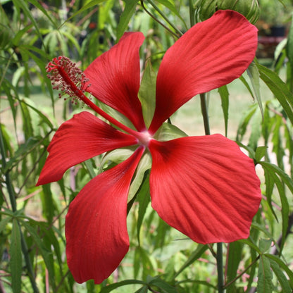 Texas Star Red Hibiscus Flower Seeds