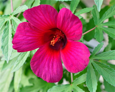 Kenaf Hibiscus Flower Seeds