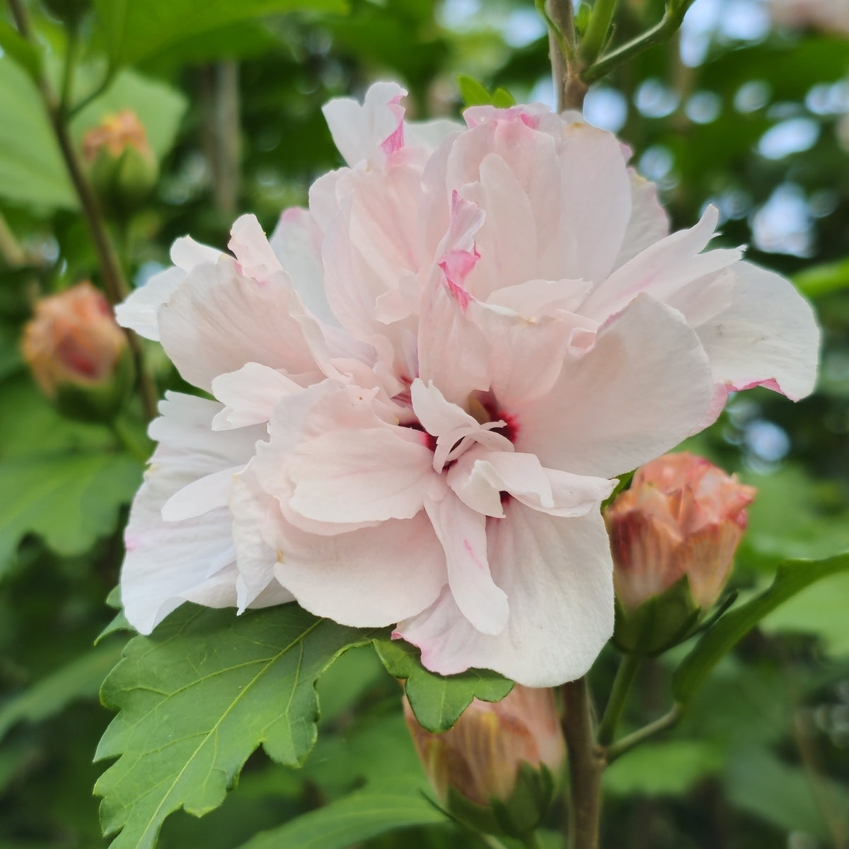 Light Pink Double Rose of Sharon Flower Seeds