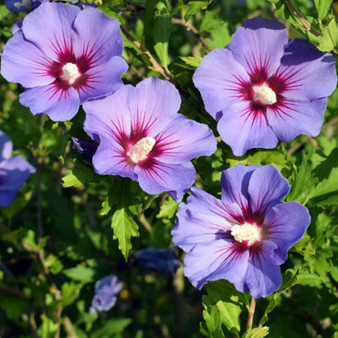 Purple Rose of Sharon Flower Seeds