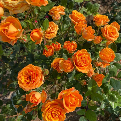 Fragrant Climbing Baby Orange Rose Flower Seeds