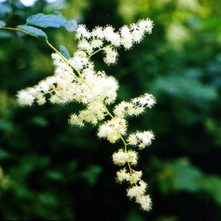 Holodiscus Discolor Flower Seeds
