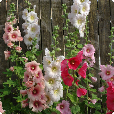 Hollyhock Giant Danish Mix Rare  Flowers Seeds