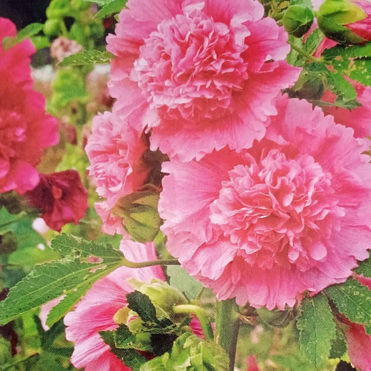 Double Hollyhock Flower Seeds