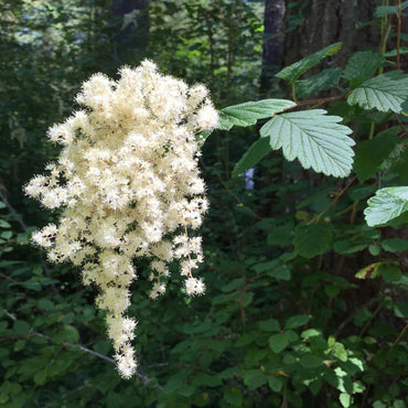 Holodiscus Discolor Flower Seeds