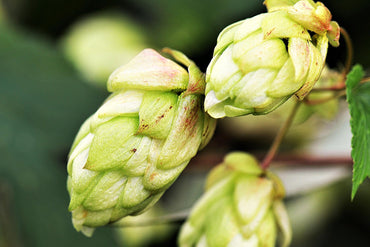 Humulus Lupulus Flower Seeds