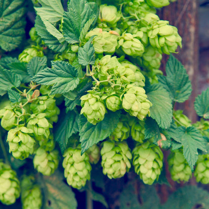 Humulus Lupulus Flower Seeds