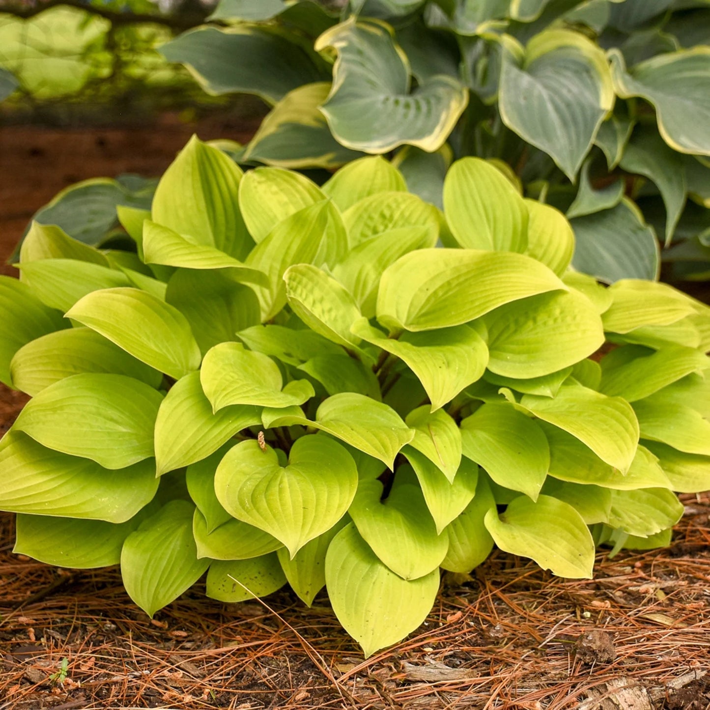 Hosta 'Sum and Substance' Plant Seeds