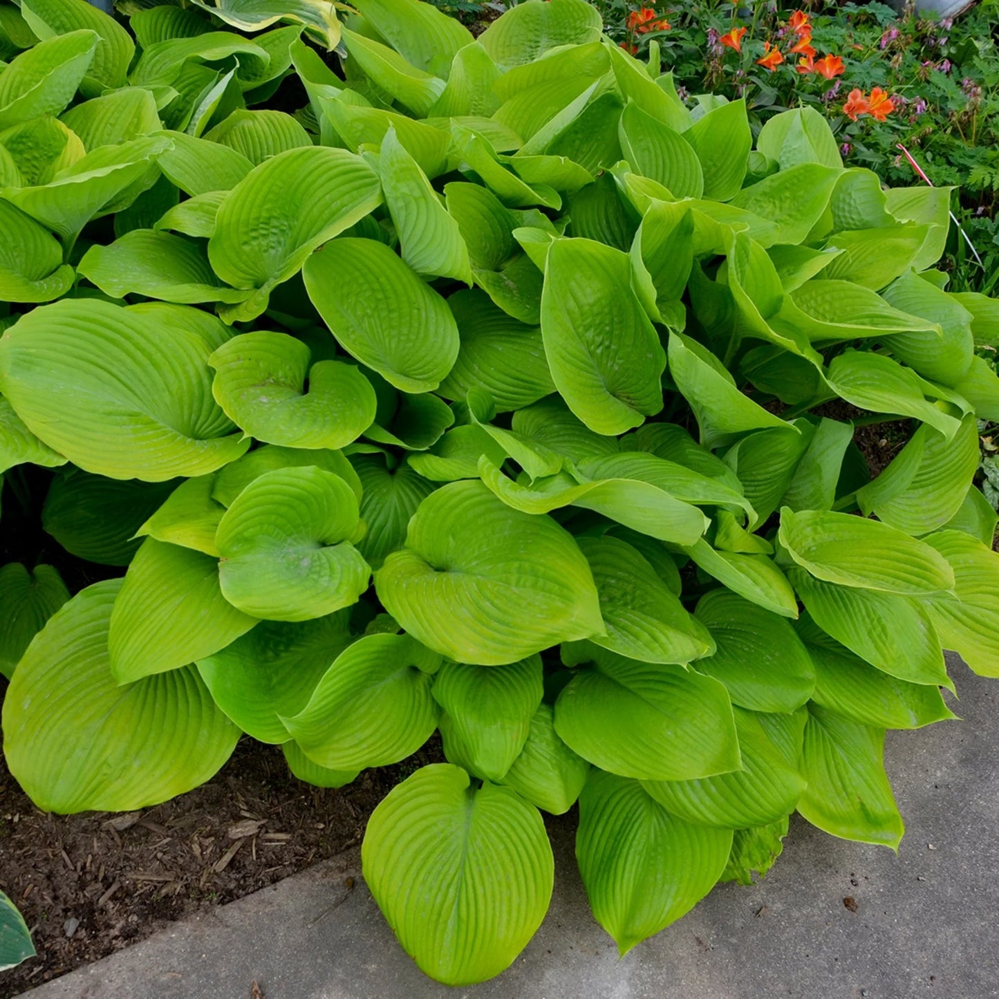 Hosta 'Sum and Substance' Plant Seeds
