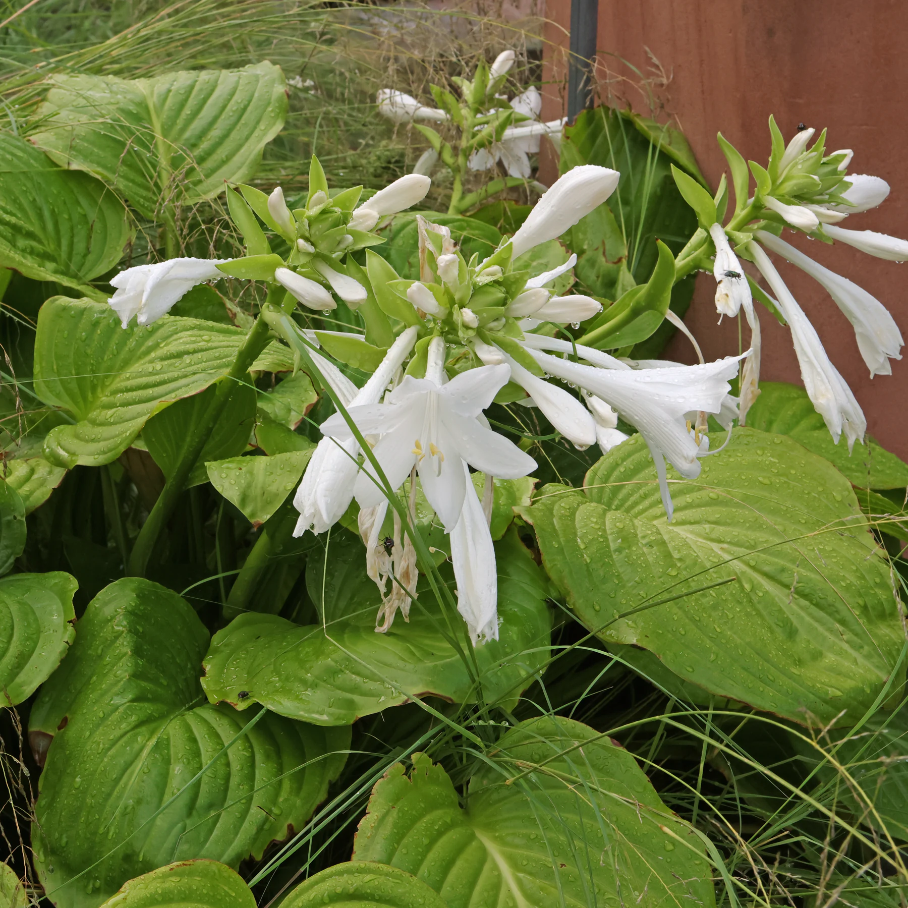 hosta lily flower Hosta Nigrescens (Plantain Lily) Flower Seeds for Planting – Heirloom, – Pure Asia Seeds
