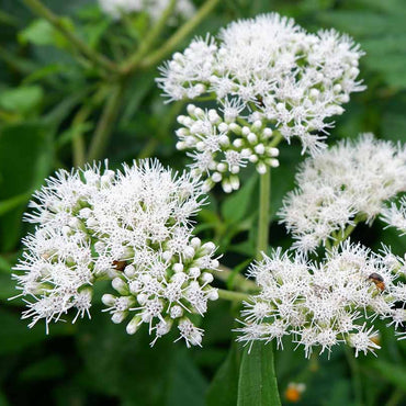 Boneset Flower Seeds (Eupatorium Perfoliatum)