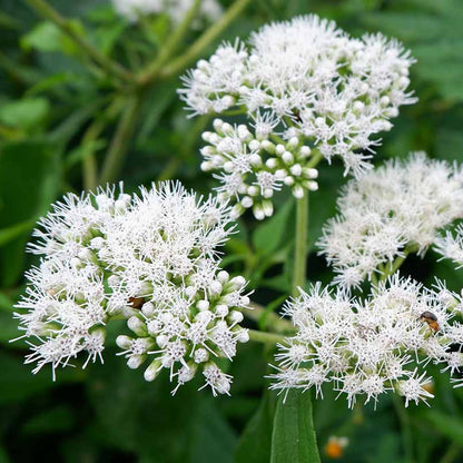 Boneset Flower Seeds (Eupatorium Perfoliatum)
